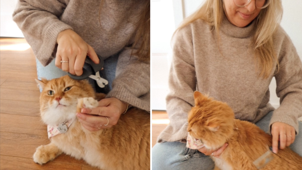 chat coupe griffes faire soi même