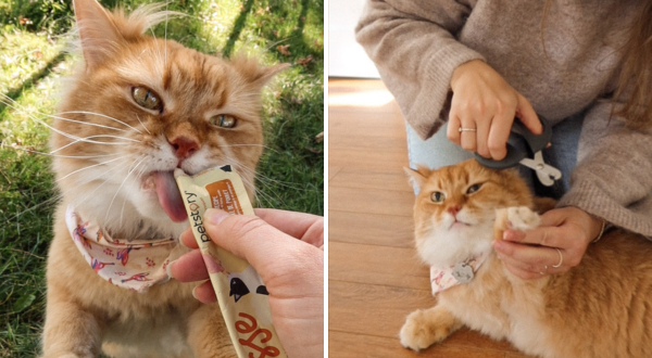 chat gâterie animal griffes