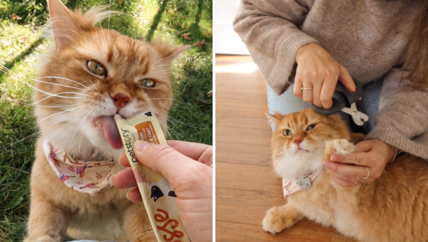 chat gâterie animal griffes